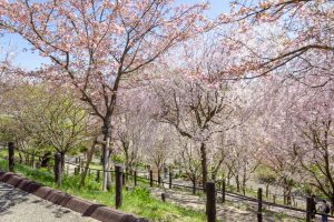 東山動植物園、桜祭り　3月春の花名古屋市千種区の観光・撮影スポットの写真