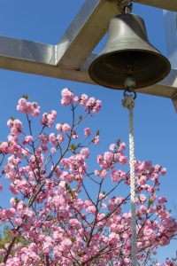 東山動植物園、桜祭り　3月春の花名古屋市千種区の観光・撮影スポットの写真
