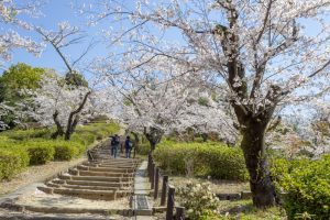 東山動植物園、桜祭り　3月春の花名古屋市千種区の観光・撮影スポットの写真