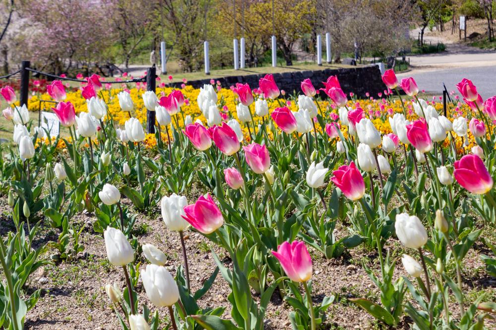 東山動植物園、チューリップ、3月春の花名古屋市千種区の観光・撮影スポットの写真