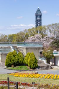 東山動植物園　3月春の花名古屋市千種区の観光・撮影スポットの写真
