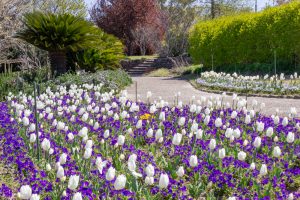 東山動植物園　3月春の花名古屋市千種区の観光・撮影スポットの写真