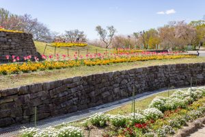 東山動植物園　3月春の花名古屋市千種区の観光・撮影スポットの写真