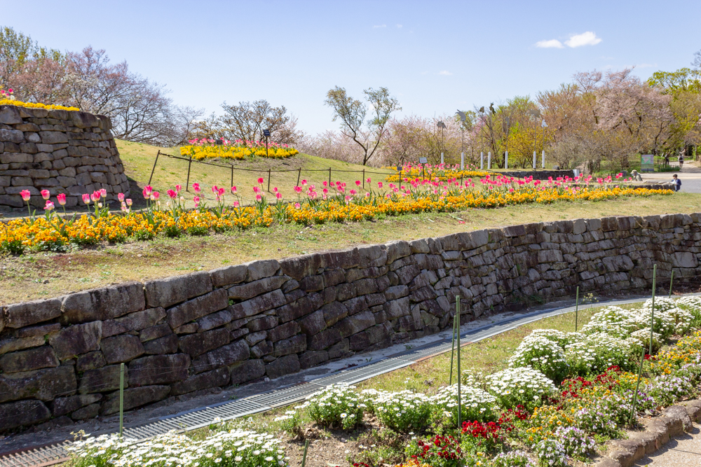 東山動植物園　3月春の花名古屋市千種区の観光・撮影スポットの写真