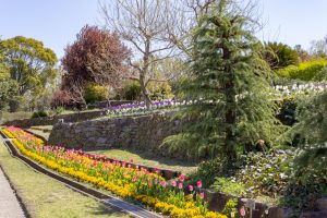 東山動植物園　3月春の花名古屋市千種区の観光・撮影スポットの写真
