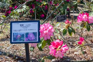 東山動植物園、つつじ、シャクナゲ　3月春の花名古屋市千種区の観光・撮影スポットの写真