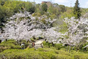 東山動植物園、桜祭り　3月春の花名古屋市千種区の観光・撮影スポットの写真