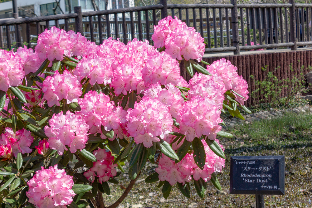 東山動植物園、つつじ、シャクナゲ　3月春の花名古屋市千種区の観光・撮影スポットの写真