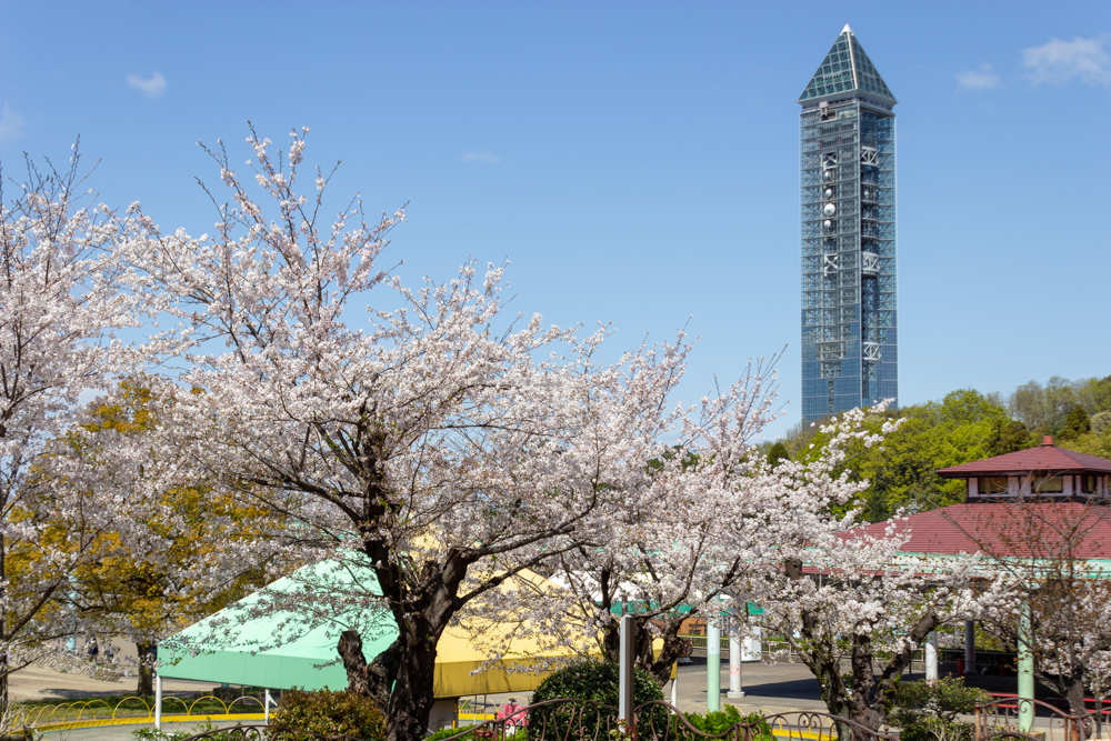 東山動植物園　3月春の花名古屋市千種区の観光・撮影スポットの写真