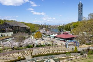 東山動植物園　3月春の花名古屋市千種区の観光・撮影スポットの写真