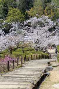 東山動植物園、桜祭り　3月春の花名古屋市千種区の観光・撮影スポットの写真