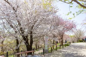 東山動植物園、桜祭り　3月春の花名古屋市千種区の観光・撮影スポットの写真