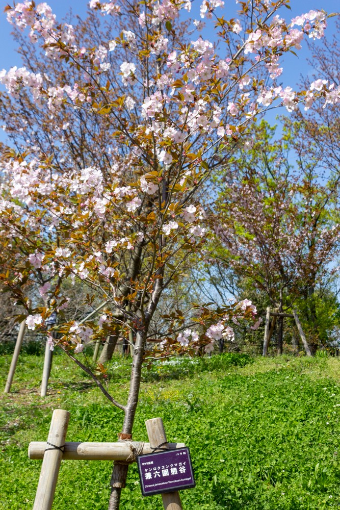 東山動植物園、桜祭り　3月春の花名古屋市千種区の観光・撮影スポットの写真