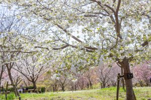 東山動植物園、桜祭り　3月春の花名古屋市千種区の観光・撮影スポットの写真