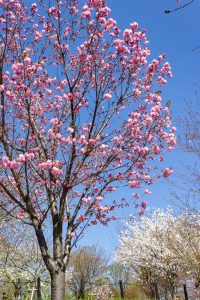東山動植物園、桜祭り　3月春の花名古屋市千種区の観光・撮影スポットの写真