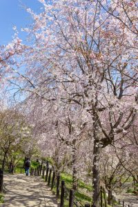 東山動植物園、桜祭り　3月春の花名古屋市千種区の観光・撮影スポットの写真