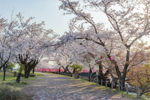 堀尾跡公園、桜、3月の春の花、愛知県丹羽郡の観光・撮影スポットの名所