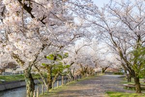 堀尾跡公園、桜、3月の春の花、愛知県丹羽郡の観光・撮影スポットの名所