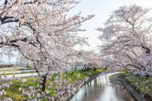 堀尾跡公園、桜、3月の春の花、愛知県丹羽郡の観光・撮影スポットの名所