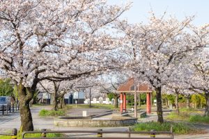堀尾跡公園、桜、3月の春の花、愛知県丹羽郡の観光・撮影スポットの名所