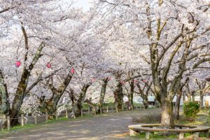 堀尾跡公園、桜、3月の春の花、愛知県丹羽郡の観光・撮影スポットの名所