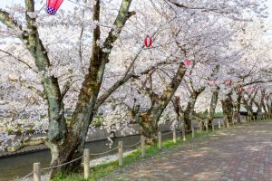 堀尾跡公園、桜、3月の春の花、愛知県丹羽郡の観光・撮影スポットの名所