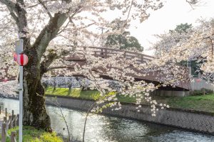 堀尾跡公園、桜、3月の春の花、愛知県丹羽郡の観光・撮影スポットの名所