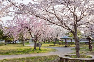 堀尾跡公園、桜、3月の春の花、愛知県丹羽郡の観光・撮影スポットの名所