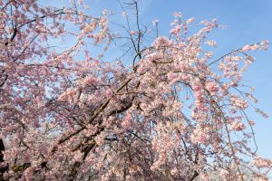 堀尾跡公園、桜、3月の春の花、愛知県丹羽郡の観光・撮影スポットの名所