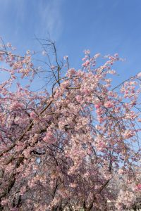 堀尾跡公園、桜、3月の春の花、愛知県丹羽郡の観光・撮影スポットの名所