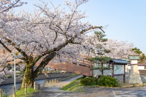 堀尾跡公園、桜、3月の春の花、愛知県丹羽郡の観光・撮影スポットの名所