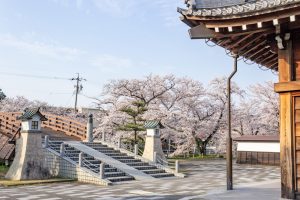 堀尾跡公園、3月の春の花、愛知県丹羽郡の観光・撮影スポットの名所