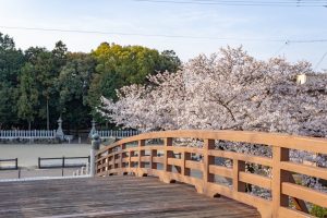 堀尾跡公園、桜、3月の春の花、愛知県丹羽郡の観光・撮影スポットの名所