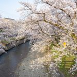 堀尾跡公園、桜、3月の春の花、愛知県丹羽郡の観光・撮影スポットの名所