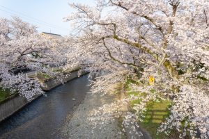 堀尾跡公園、桜、3月の春の花、愛知県丹羽郡の観光・撮影スポットの名所