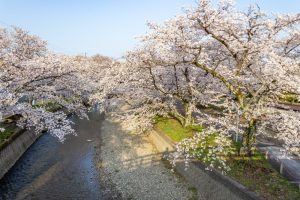 堀尾跡公園、桜、3月の春の花、愛知県丹羽郡の観光・撮影スポットの名所