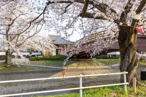 堀尾跡公園、桜、3月の春の花、愛知県丹羽郡の観光・撮影スポットの名所