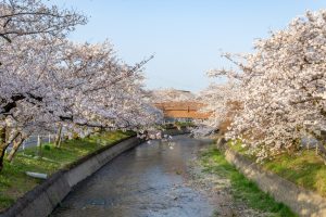 堀尾跡公園、桜、3月の春の花、愛知県丹羽郡の観光・撮影スポットの名所