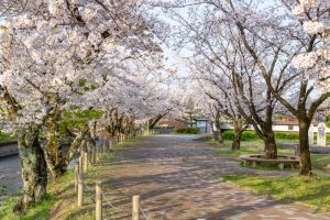 堀尾跡公園、桜、3月の春の花、愛知県丹羽郡の観光・撮影スポットの名所