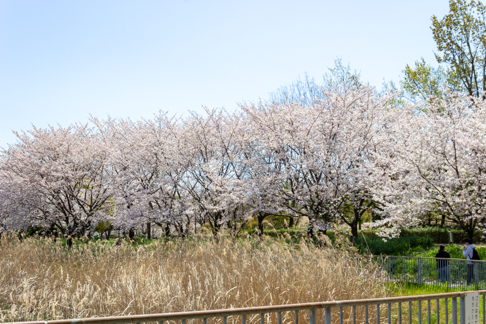 細口池公園、桜、3月春の花、名古屋市天白区の観光・撮影スポットの名所
