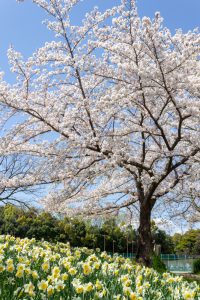 細口池公園、桜・水仙、3月春の花、名古屋市天白区の観光・撮影スポットの名所