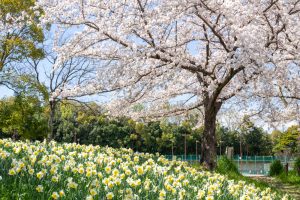 細口池公園、桜・水仙、3月春の花、名古屋市天白区の観光・撮影スポットの名所