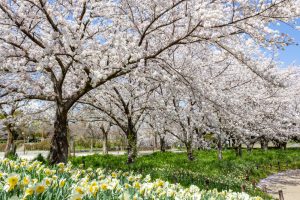 細口池公園、桜・水仙、3月春の花、名古屋市天白区の観光・撮影スポットの名所