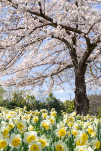 細口池公園、桜・水仙、3月春の花、名古屋市天白区の観光・撮影スポットの名所