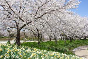 細口池公園、桜・水仙、3月春の花、名古屋市天白区の観光・撮影スポットの名所