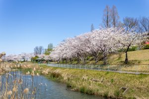 細口池公園、桜、3月春の花、名古屋市天白区の観光・撮影スポットの名所