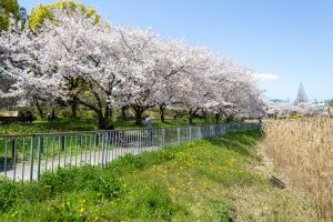 細口池公園、桜、3月春の花、名古屋市天白区の観光・撮影スポットの名所細口池公園、桜、3月春の花、名古屋市天白区の観光・撮影スポットの名所