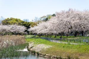 細口池公園、桜、3月春の花、名古屋市天白区の観光・撮影スポットの名所