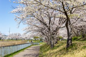 細口池公園、桜、3月春の花、名古屋市天白区の観光・撮影スポットの名所