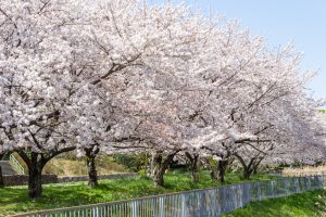 細口池公園、桜、3月春の花、名古屋市天白区の観光・撮影スポットの名所